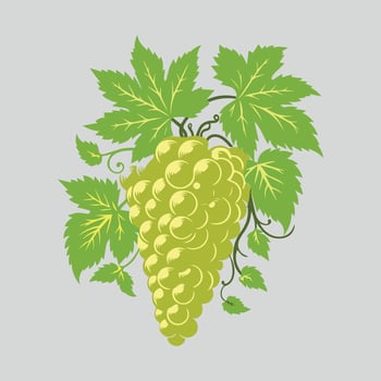 Green Grapes Vector Art