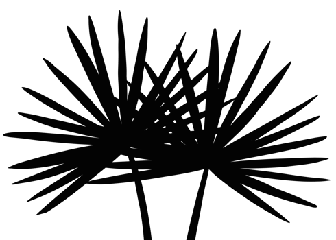 Shadow Palm Leaves silhouette, Tropical Palm Leaf Overlay, Element object for Spring Summer, Mock up Product Presentation png