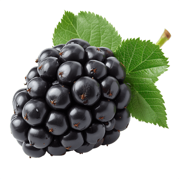 AI generated Sharp and Clear, Isolated Blackberry on a Transparent Canvas png