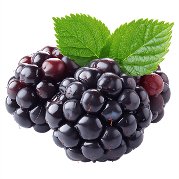 AI generated Contemporary Clarity, Blackberry Cutout on Transparent Background png