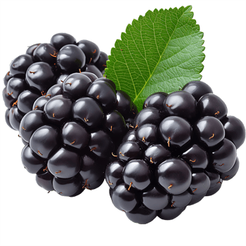 AI generated Blackberry in Focus, Cut Out on a Transparent Canvas png