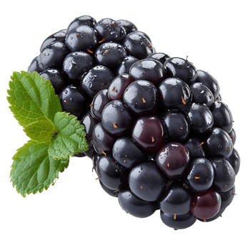 AI generated Sleek Silhouette, Blackberry Cut Out on Transparent Background png