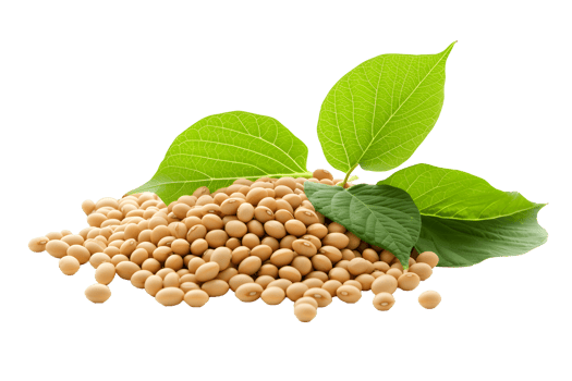 AI generated Soybean seeds with green leaves PNG