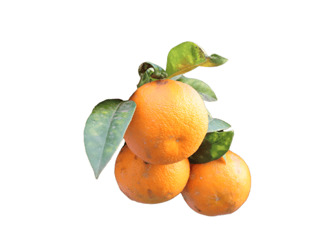 Group of oranges with leaves- png