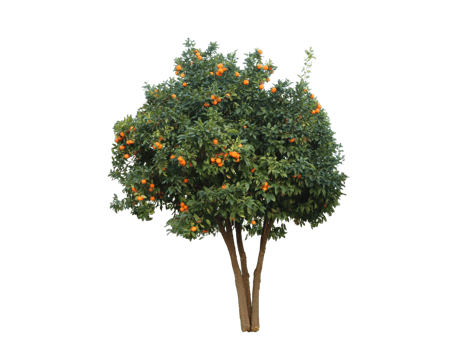 Arnce tree plant with a warm climate- png