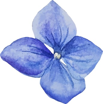 Watercolor blue hydrangea flower isolated clipart hand drawn botanical illustration vector