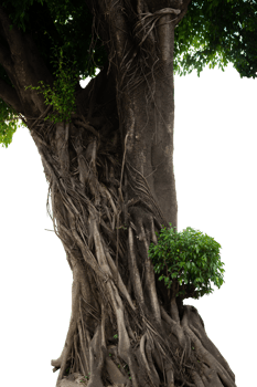 large banyan tree with spreading roots png