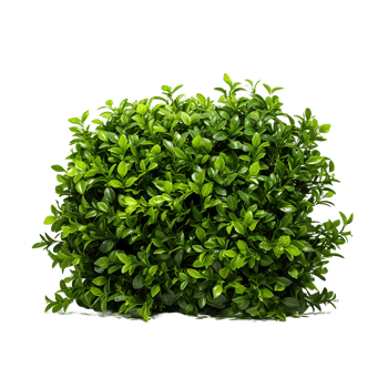 AI generated Leafy Wilderness, Transparent Bush Silhouette in Focus png