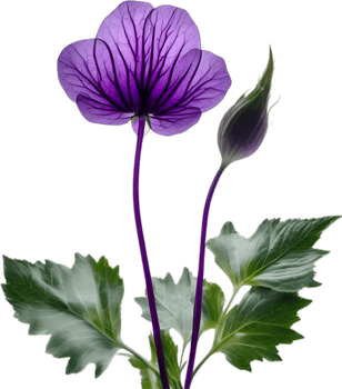 AI generated Violet flower. Close-up glowing translucent violet color flower. png