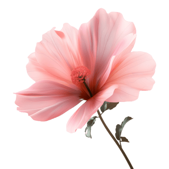 AI generated Pink Magnolia Flower on Transparent background - Ai Generated png