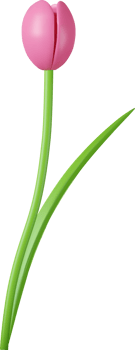 3d Spring flowers tulip png