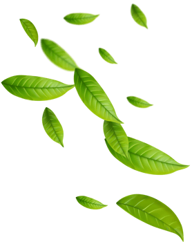 Realistic green tea leaves in motion png