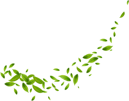 Realistic green tea leaves in motion png