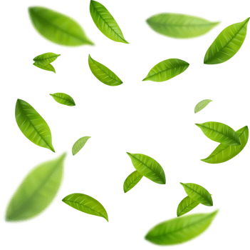 Realistic green tea leaves in motion png