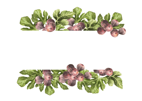 Branch of juicy, ripe purple figs with leaves and whole fruit frame, banner Food, plant, botanical template for card, jam label, price tag. Hand drawn watercolor illustration png