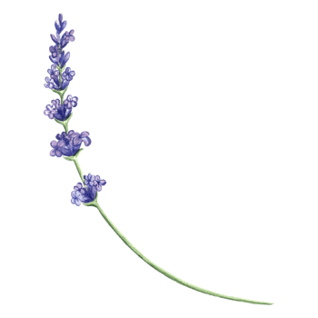 Lavender flower purple, watercolor illustration. Isolated hand drawn provance floral bouquet. Botanical drawing template for card, printing packaging or tableware, textile, sticker, embroidery. png