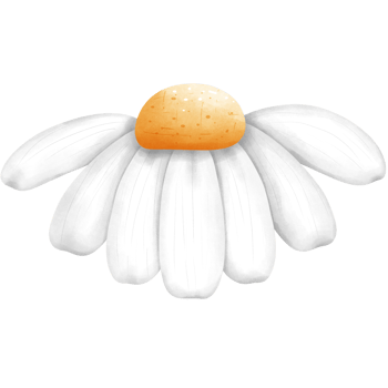 White daisy flower watercolor illustration, hand drawn spring floral clipart. png