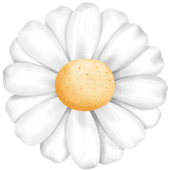 White daisy flower clipart, hand drawn watercolor illustration. png