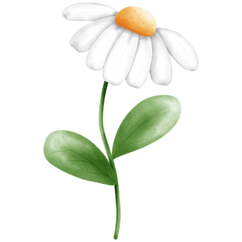 Hand drawn watercolor white daisy flower and green leaves illustration, Hand drawn spring floral clipart. png