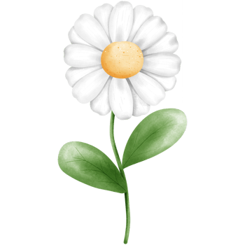 Watercolor white daisy flower and green leaves clipart, Hand drawn spring floral illustration. png