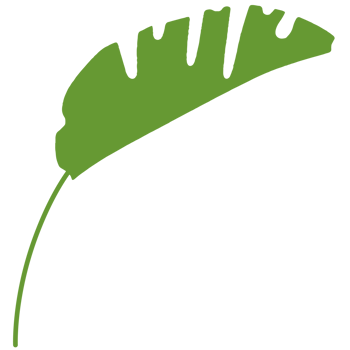 Green tropical leaves. png