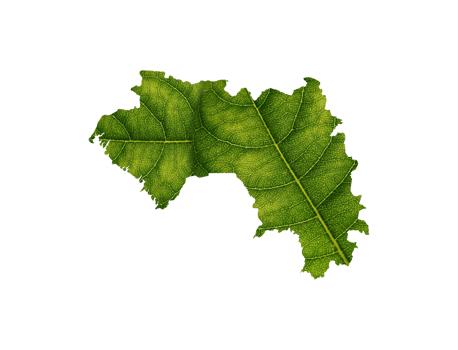 Guinea map made of green leaves ecology concept png
