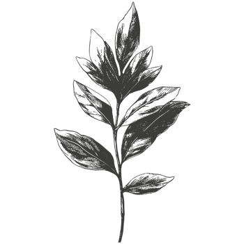 Black silhouette of plants and flowers. png