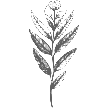 Black silhouette of plants and flowers. png