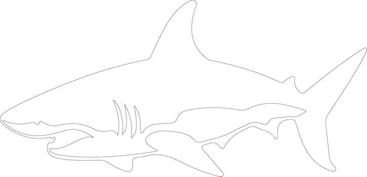 shark    outline silhouette vector