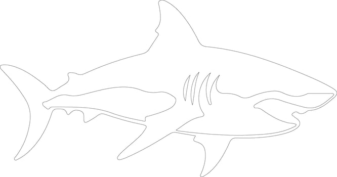 shark   outline silhouette vector