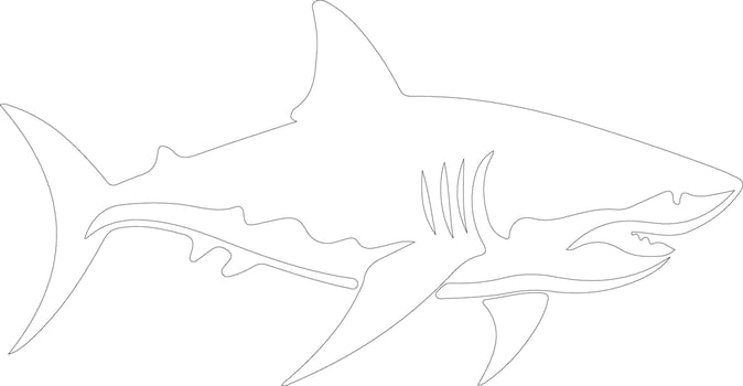 tiger shark   outline silhouette vector