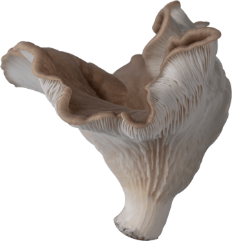 edible mushroom cut out on transparent background. png