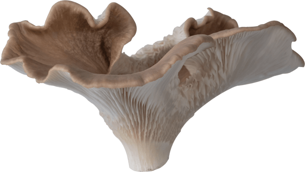edible mushroom cut out on transparent background. png