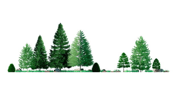 3D Forest and christmas Green trees isolated on PNGs transparent background , Use for visualization in architectural design or garden decorate