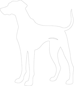 Sloughi  outline silhouette vector