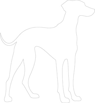 Sloughi outline silhouette vector