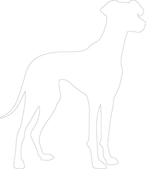 Sloughi  outline silhouette vector