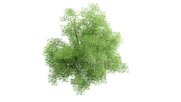 3D Top view Green Trees Isolated on PNGs transparent background , Use for visualization in architectural design or garden decorate