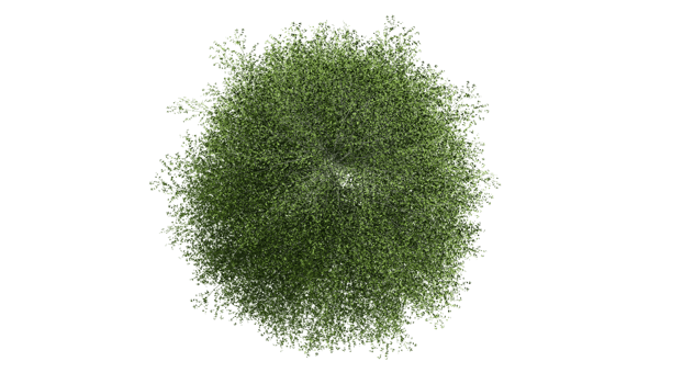 3D Top view Green Trees Isolated on PNGs transparent background , Use for visualization in architectural design or garden decorate