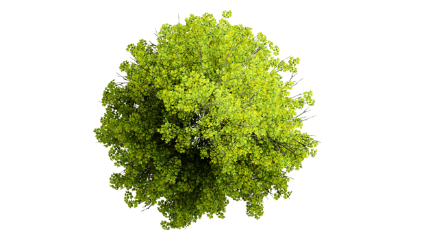 3D Top view Green Trees Isolated on PNGs transparent background , Use for visualization in architectural design or garden decorate