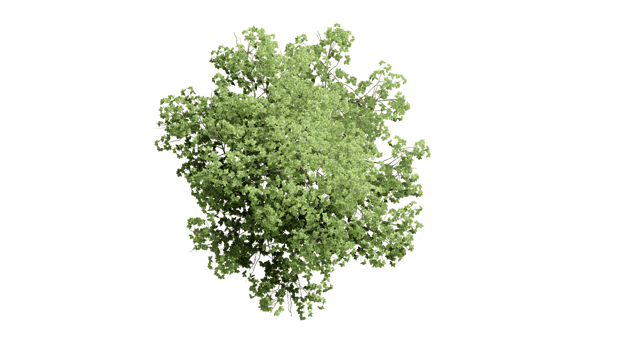 3D Top view Green Trees Isolated on PNGs transparent background , Use for visualization in architectural design or garden decorate