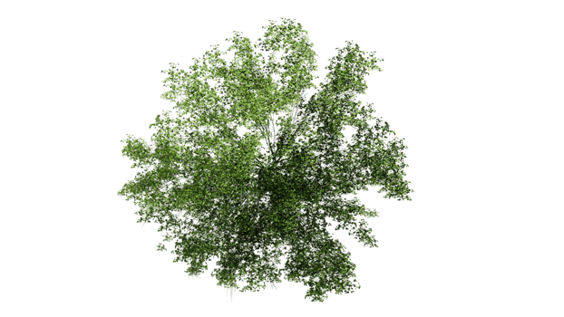 3D Top view Green Trees Isolated on PNGs transparent background , Use for visualization in architectural design or garden decorate