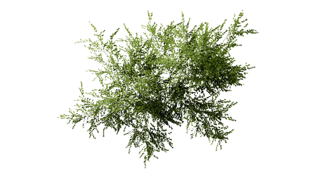 3D Top view Green Trees Isolated on PNGs transparent background , Use for visualization in architectural design or garden decorate