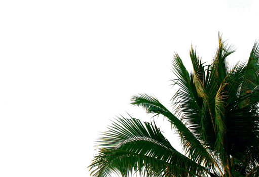 Beautiful 3D Trees Isolated, Use for visualization in architectural design or garden decorate png
