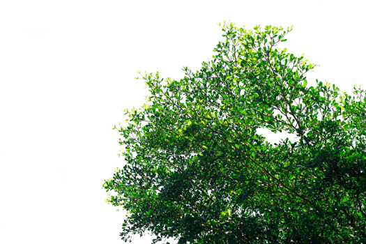 Beautiful 3D Trees Isolated, Use for visualization in architectural design or garden decorate png