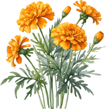 AI generated Watercolor painting of a Marigold flower. png