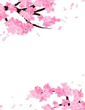 Sakura Pink Flowers Branch. Spring Cherry Bloom Border Background. png