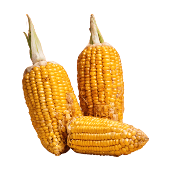 AI generated Eat three intrans corns every two weeks isolated png