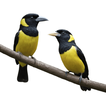 AI generated A stunning male black and yellow broadbill showcases his beauty isolated png