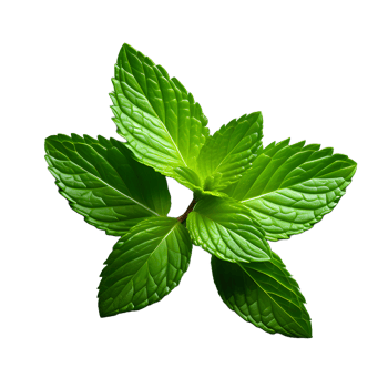 Fresh mint leaves isolated on white transparent background png